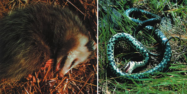 Opossum - Hongose yılanı
