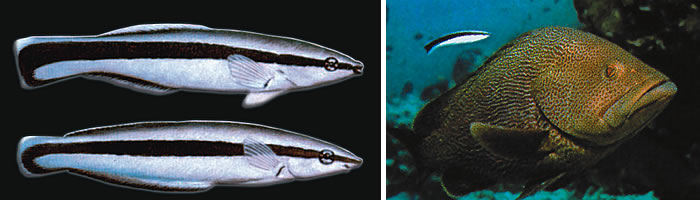 Aspidontus balığı