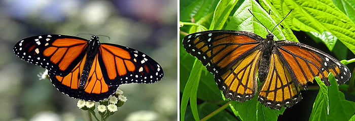 Monark kelebeği