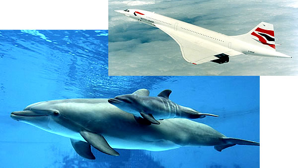 dolphin - Concorde
