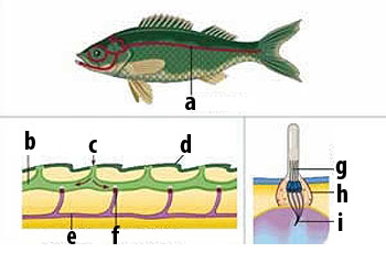 balıklardaki duyu sistemi
