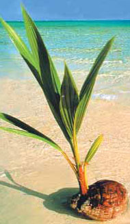 Hindistan cevizi palmiyesi tohumu