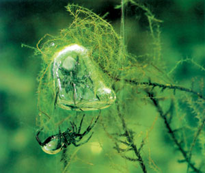 su altında ağ ören örümcek