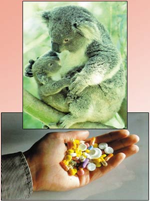 okaliptus, koala