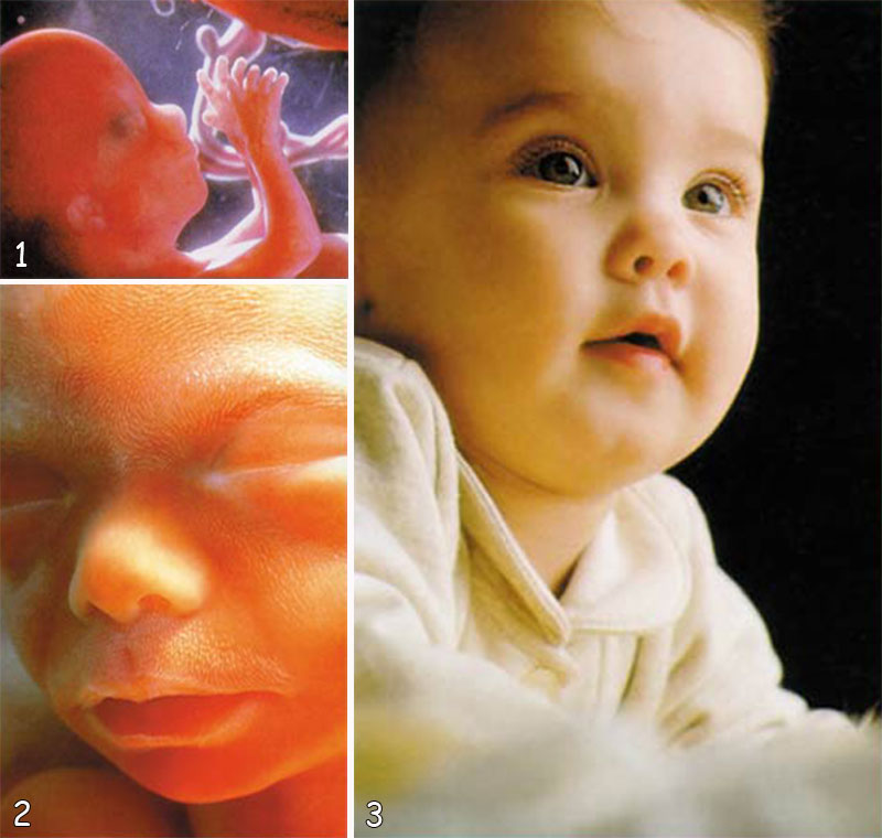 fetüs, embriyo, bebek, cenin
