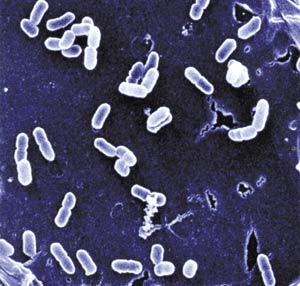 bakteri, mikroorganizma