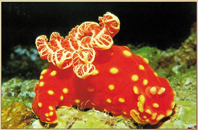 nudibranch, deniz salyangozu