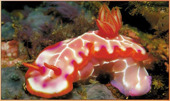 nudibranch, deniz salyangozu