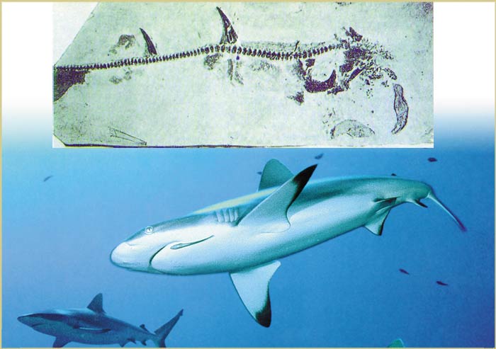 köpek balığı fosili