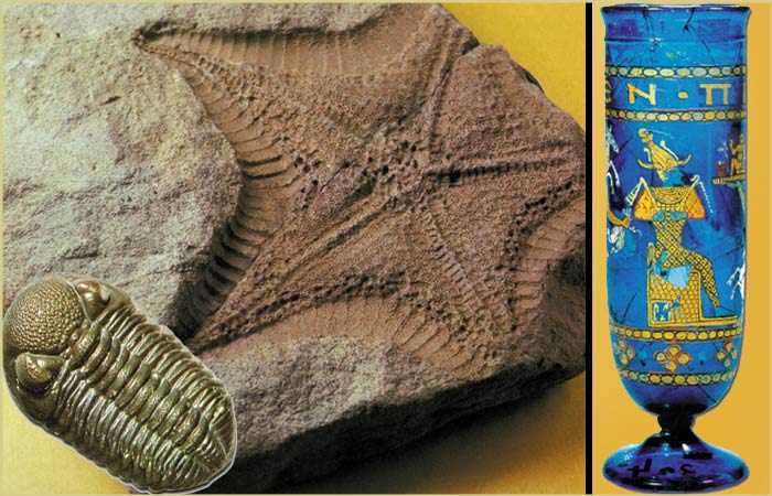 deniz yldızı fosili, trilobit, arkeolojik bulgu