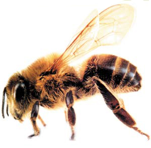 arı, bal arısı
