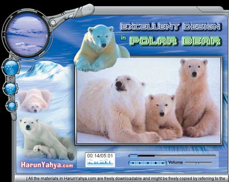 harun yahya sitesi kutup ayıları