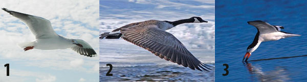 albatros, yaban kazı ve skimmer kuşu