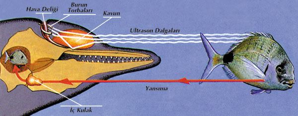 yunusun kafasındaki sonar sistemi