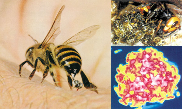 bal arılarının savunması