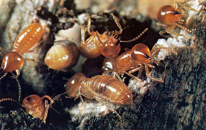 Nasutitermitinae ailesinden termit