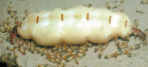 termit