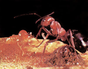 termit ve karınca