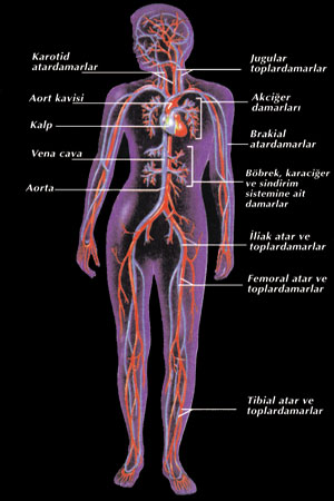 damar sistemi