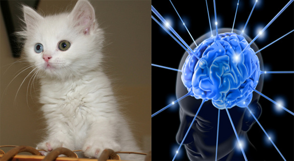 kedi, beyin