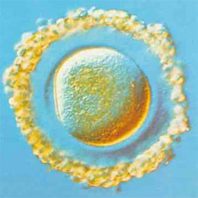egg cell_ovule