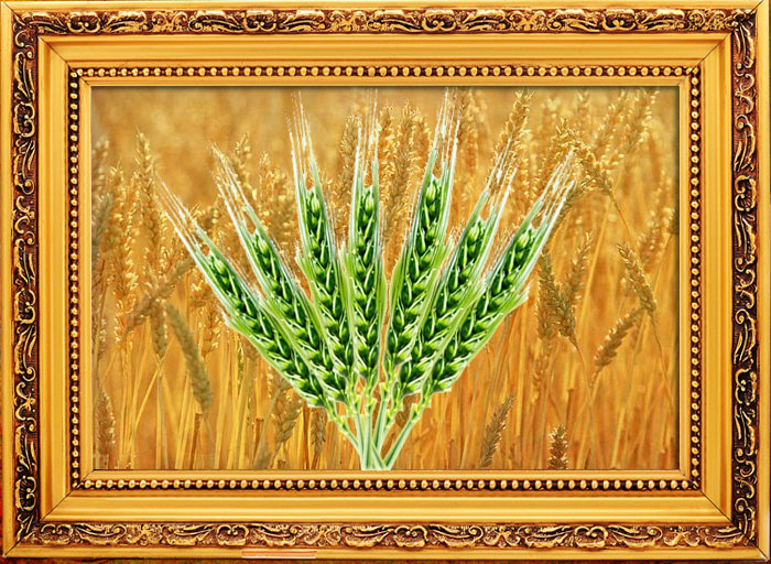 seven wheat