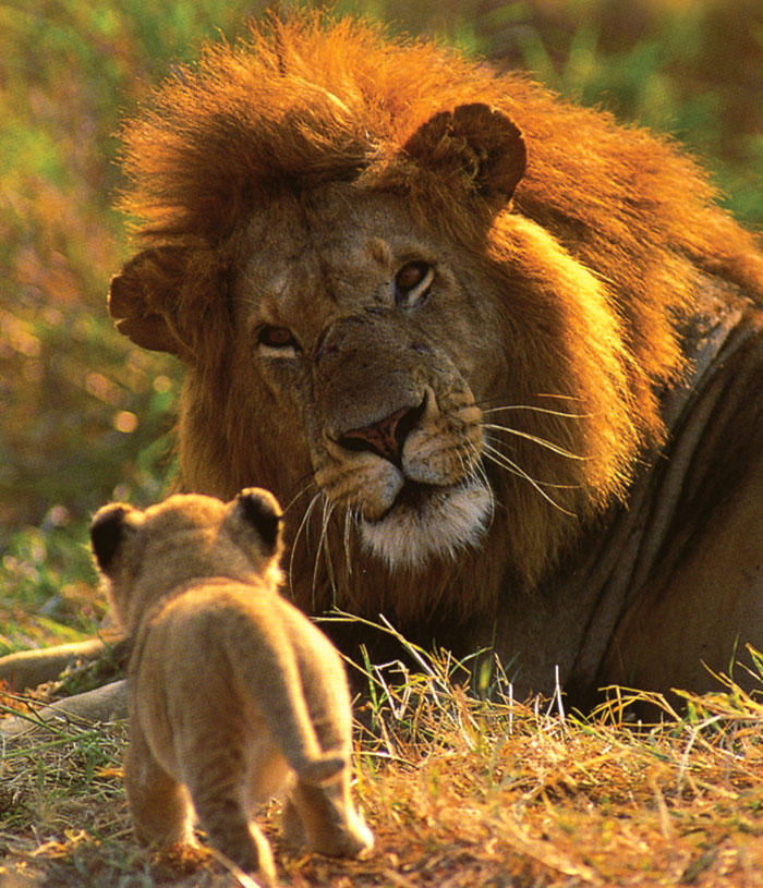 aslan ve yavrusu