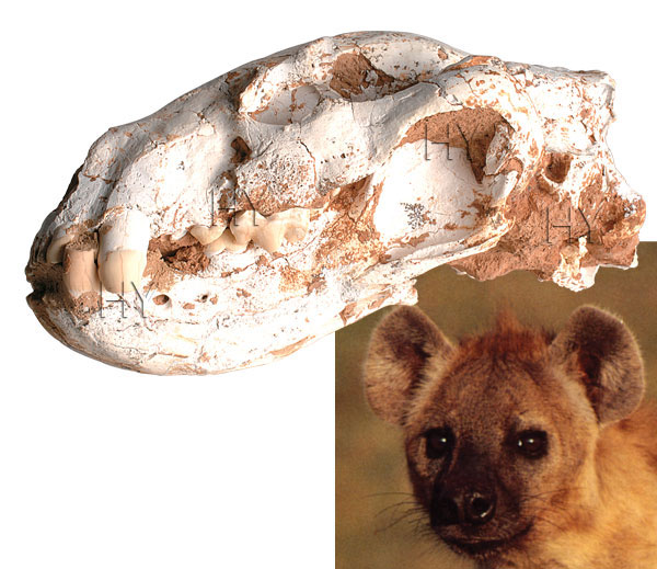 Sırtlan kafatası fosili