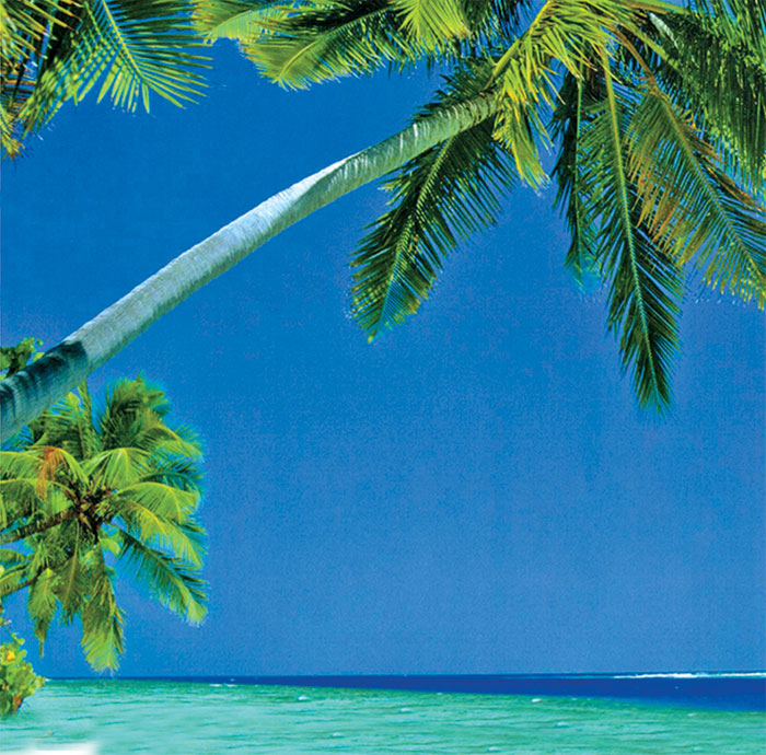 sahil ve palmiyeler
