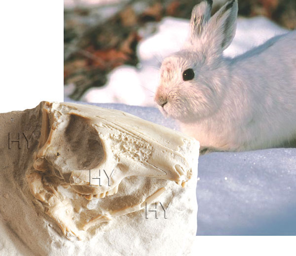tavşan kafatası fosili
