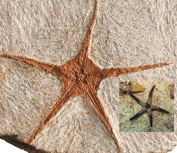 deniz yıldızı fosili