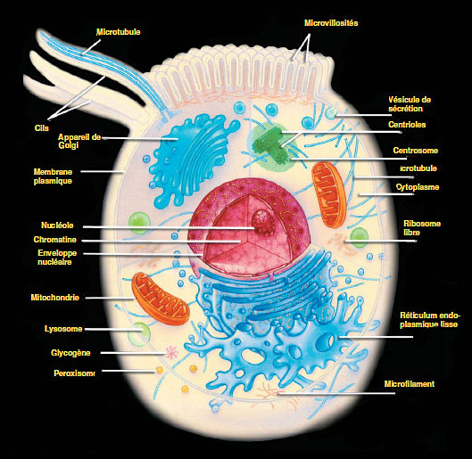 cellule structure