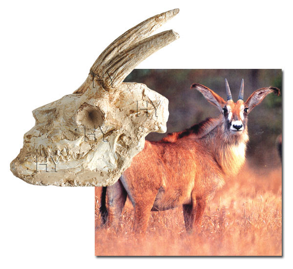 Antilop kafatası fosili