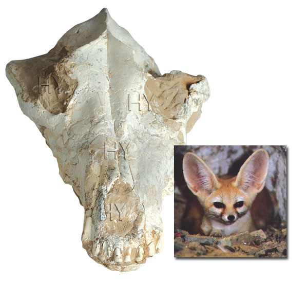 Kum tilkisi kafatası fosili
