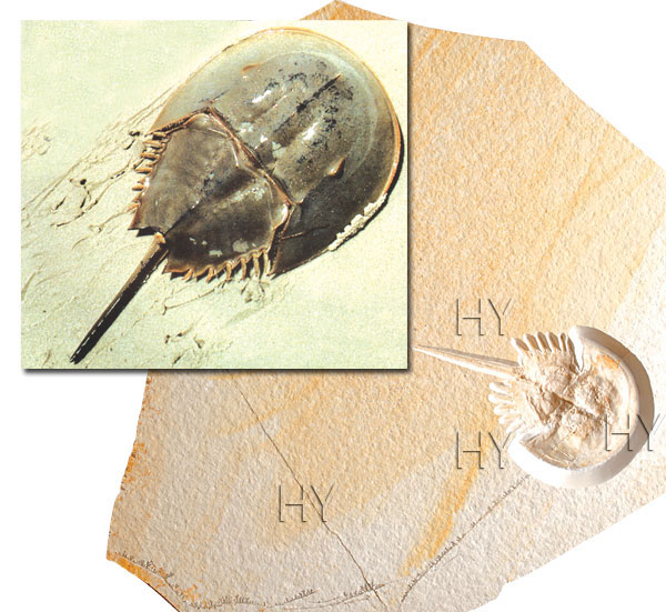 Atnalı yengeci fosili