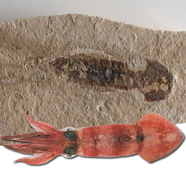 Mürekkep balığı fosili