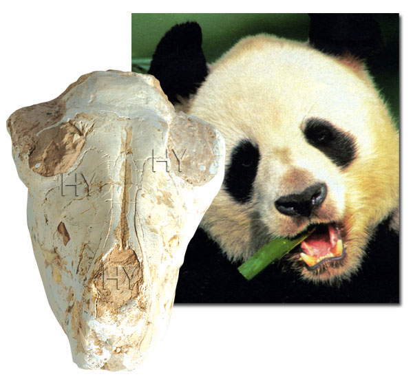 Panda kafatası fosili