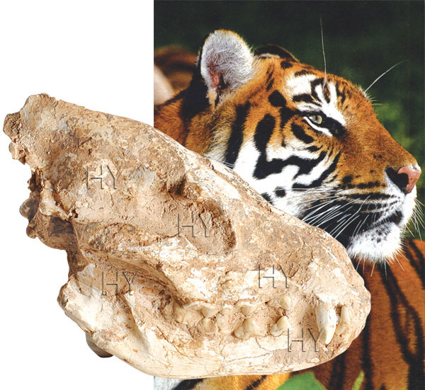 Kaplan kafatası fosili