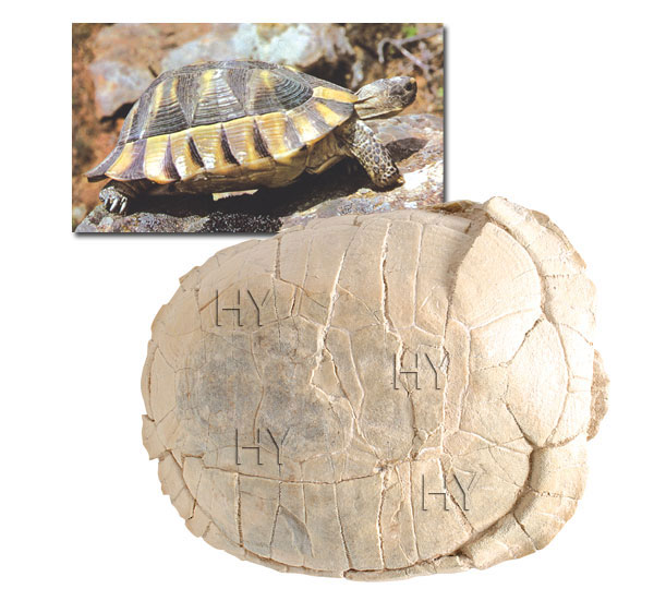 Kaplumbağa fosili ve günümüzde yaşayan kaplumbağa