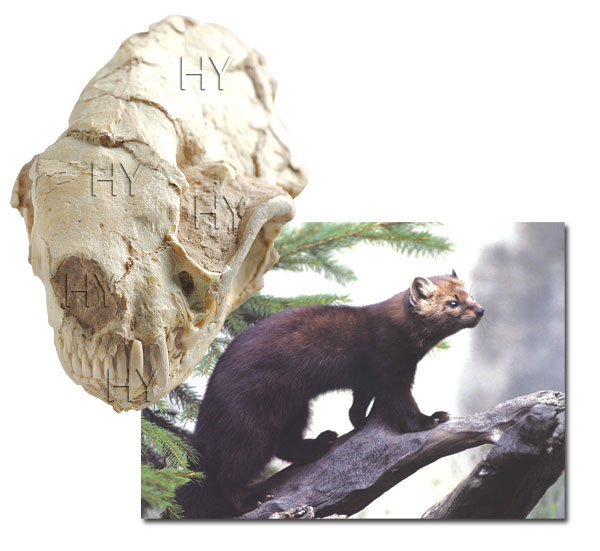 Kutup porsuğu kafatası fosili