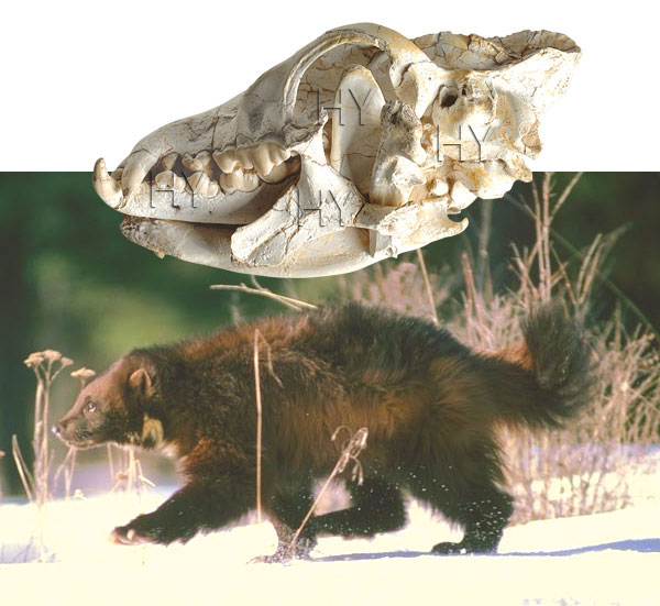 Kutup porsuğu kafatası fosili