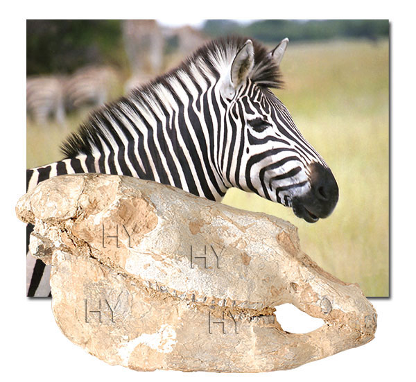 Zebra kafatası fosili