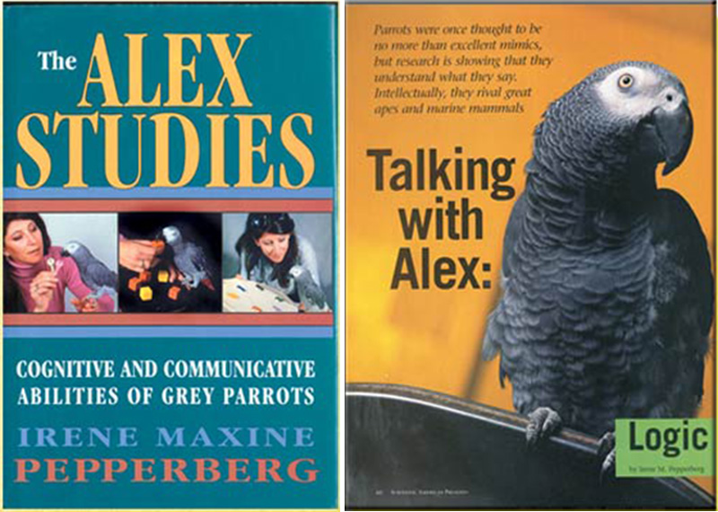 alex studies, bilim