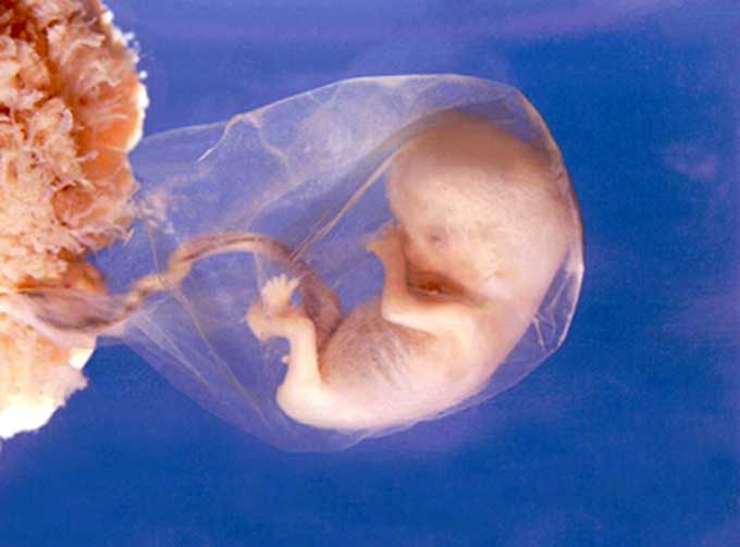 cenin, embriyo, insanın yaratılışı