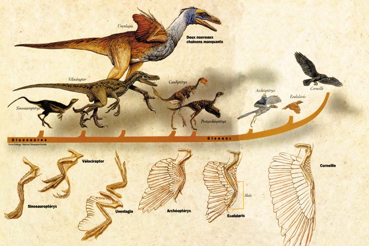 dinosaur evolution