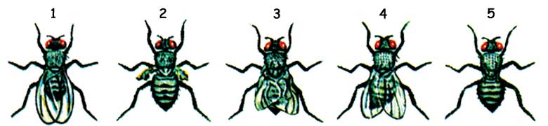 fruit fly mutation