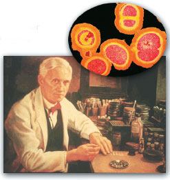 Staphylococcus, Alexander Fleming
