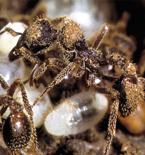 kamuflaj ustaları karıncalar