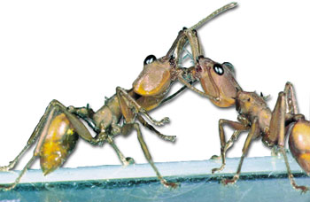 karıncalar arası iletişim