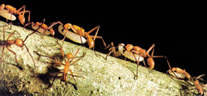 karıncalar toplu yaşarlar